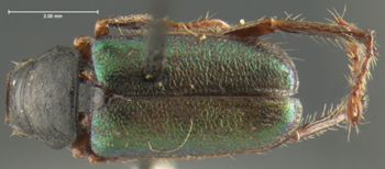 Media type: image;   Entomology 24870 Aspect: habitus dorsal view